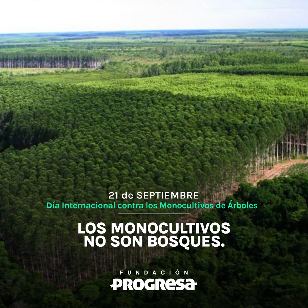 Los monocultivos no son bosques